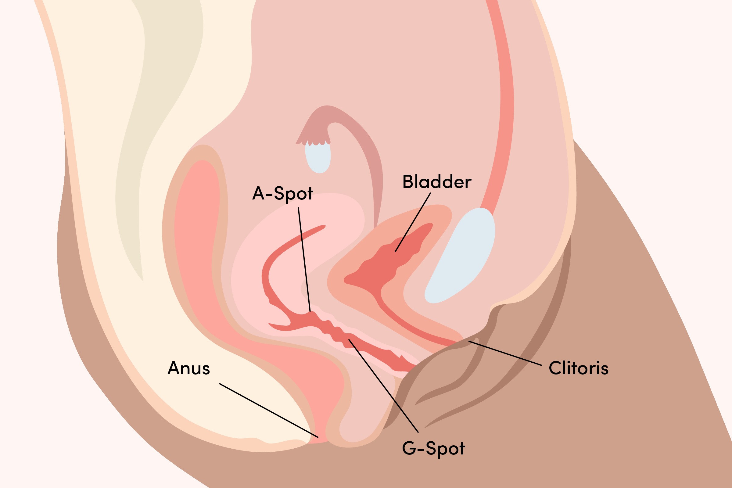 Vulva Internal canal diagram
